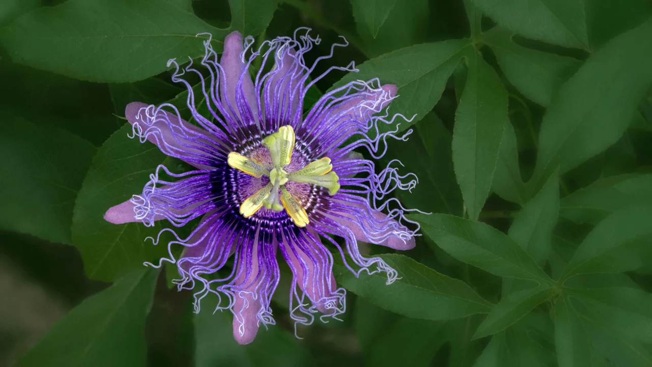 Pasiflora